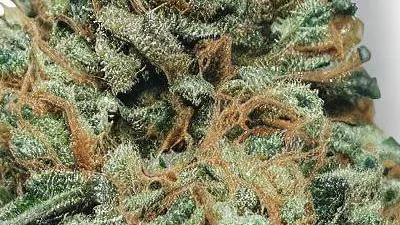 An OG Kush Cannabis bud from Ganjacy.com