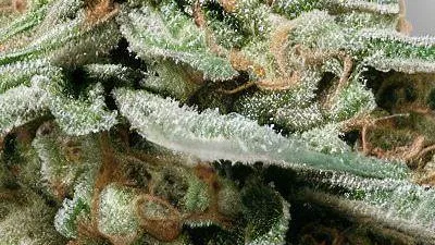 A Super Gelato Cannabis bud from Ganjacy.com