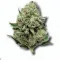 Example of White Widow cannabis available for order on Ganjacy.com