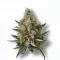 An Acapulco Gold Cannabis bud from Ganjacy.com