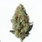 A Goudaberry Cannabis bud from Ganjacy.com