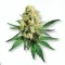 Picture of a Lemon Drip Cannabis bud from Ganjacy.com