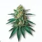 Picture of a Tropicana Gas Cannabis bud from Ganjacy.com