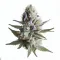 Order Lilac Diesel cannabis at Ganjacy.com