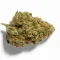 Mango Kush cannabis bud at Ganjacy.com